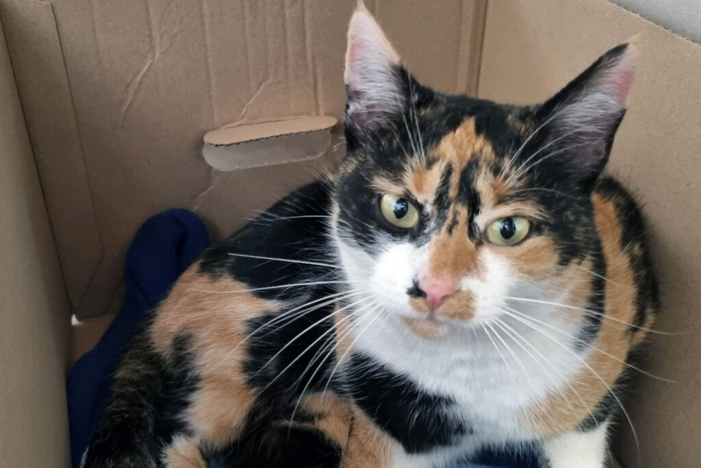 Katze im Pappkarton